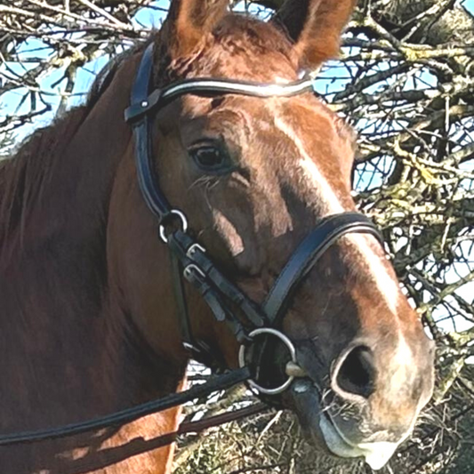 Competition noseband