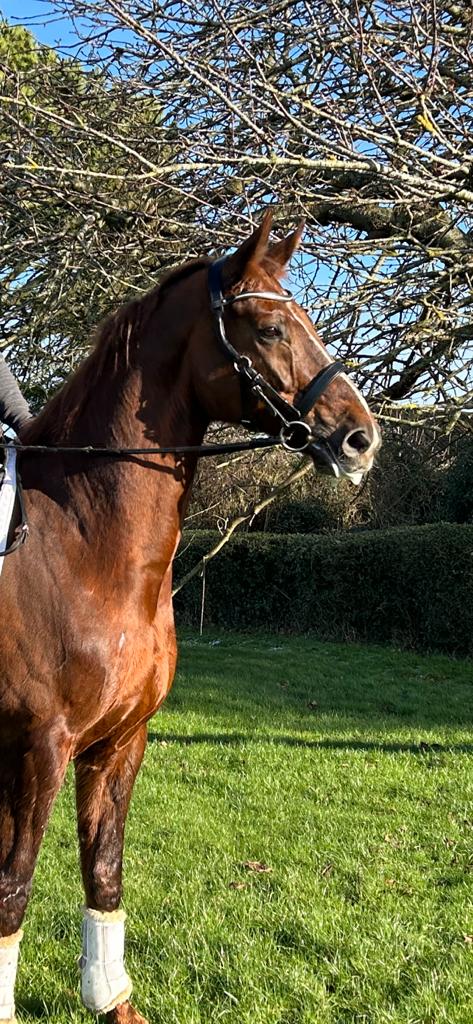 Competition noseband