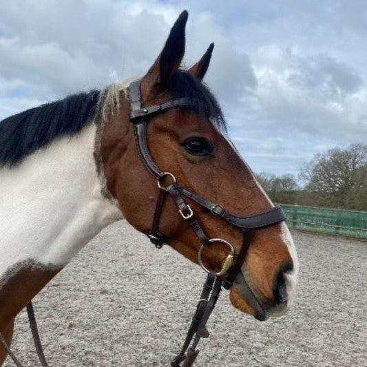 Frontier Bridle