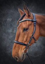 Load image into Gallery viewer, The Welfare Bridle please allow 4-6 week wait time
